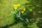 Yellow Triumph tulips surround white Magnolia stellata in spring in the garden. Berlin, Germany