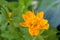 Yellow trollius with blurred leafy background
