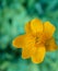 Yellow trollius chinensis flower