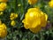 Yellow Trollius europaeus