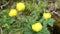 Yellow Trollius europaeus globeflower. in austrian Alps.