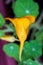 Yellow Tropaeolum majus flowering plant