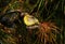 Yellow tropical bird from Mauritius feeding