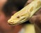 Yellow tropical boa close-up in the hands of a tourist