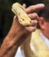 Yellow tropical boa close-up in the hands of a tourist