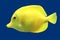 Yellow tropical fish.
