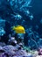 Yellow tropical fish in blue