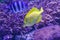 Yellow tropical fish in the coral reef