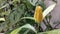 yellow tropical flower bloom and swaying by the wind