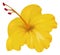 Yellow tropical flower. Bright hibiscus blossom. Exotic plant