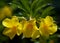 Yellow Tropical Flower Triplets Photograph