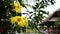 Yellow tropical flowers on the tree