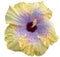 Yellow tropical hibiscus shrub, with  white background.