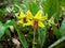 Yellow trout lily