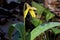Yellow Trout Lily  812269