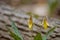 Yellow Trout Lily Blossoms Beside A Fallen Tree