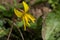 Yellow Trout Lily - Erythronium americanum