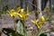 Yellow trout lily (Erythronium americanum