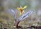 Yellow Trout Lily (Erythronium americanum)