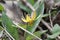 Yellow Trout Lily Erythronium americanum