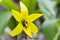 Yellow Trout Lily (Erythronium americium)