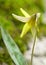 Yellow Trout Lily - native wildflower