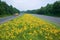 Yellow truck driving on yellow flower lined state highway in rural Virginia