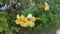 The yellow Trumpet allamanda flower