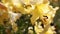 Yellow trumpet aurelian lilies. Bouquet of fresh flowers growing in summer garden. Gardening concept