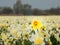 Yellow trumpet daffodil in a field of white daffodils