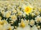 Yellow trumpet daffodil in a field of white daffodils