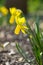 Yellow trumpet daffodil in the sunshine in the garden