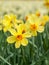 Yellow trumpet daffodils in a daffodil field