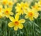 Yellow trumpet daffodils in a daffodil field