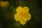 Yellow trumpet-flower