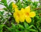 Yellow trumpet flower Allamanda Cathartica on the grounds of St. Paul`s Cathedral Abidjan Ivory Coast.