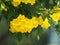 Yellow trumpet flower, ellow elder, Trumpetbush, Tecoma stans blurred of background beautiful in nature Flowering into a bouquet o