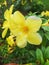 yellow trumpet flower, ornamental flower, houseplant