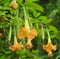 Yellow trumpet flowers. Flowering Datura tree plant, Angel`s Trumpets , Moonflowers. yellow trumpet shaped flowers