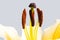 Yellow trumpet lily macro
