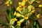 Yellow trumpet shaped flowers of Cowslip, also called Common Cowslip or Cowslip Primrose, latin name Primula Veris