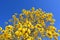 Yellow Trumpet Tree, Tabebuia chrysotricha, in bloom against a blue sky