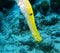 Yellow Trumpetfish