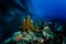 Yellow tube coral growing beside a shipwreck