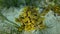 Yellow tube coral surrounded by sea grass