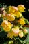 Yellow tuberous begonia blossoms in summer garden