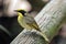 Yellow tufted honeyeater