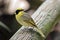 Yellow tufted honeyeater