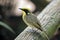 Yellow tufted honeyeater