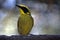 Yellow tufted honeyeater